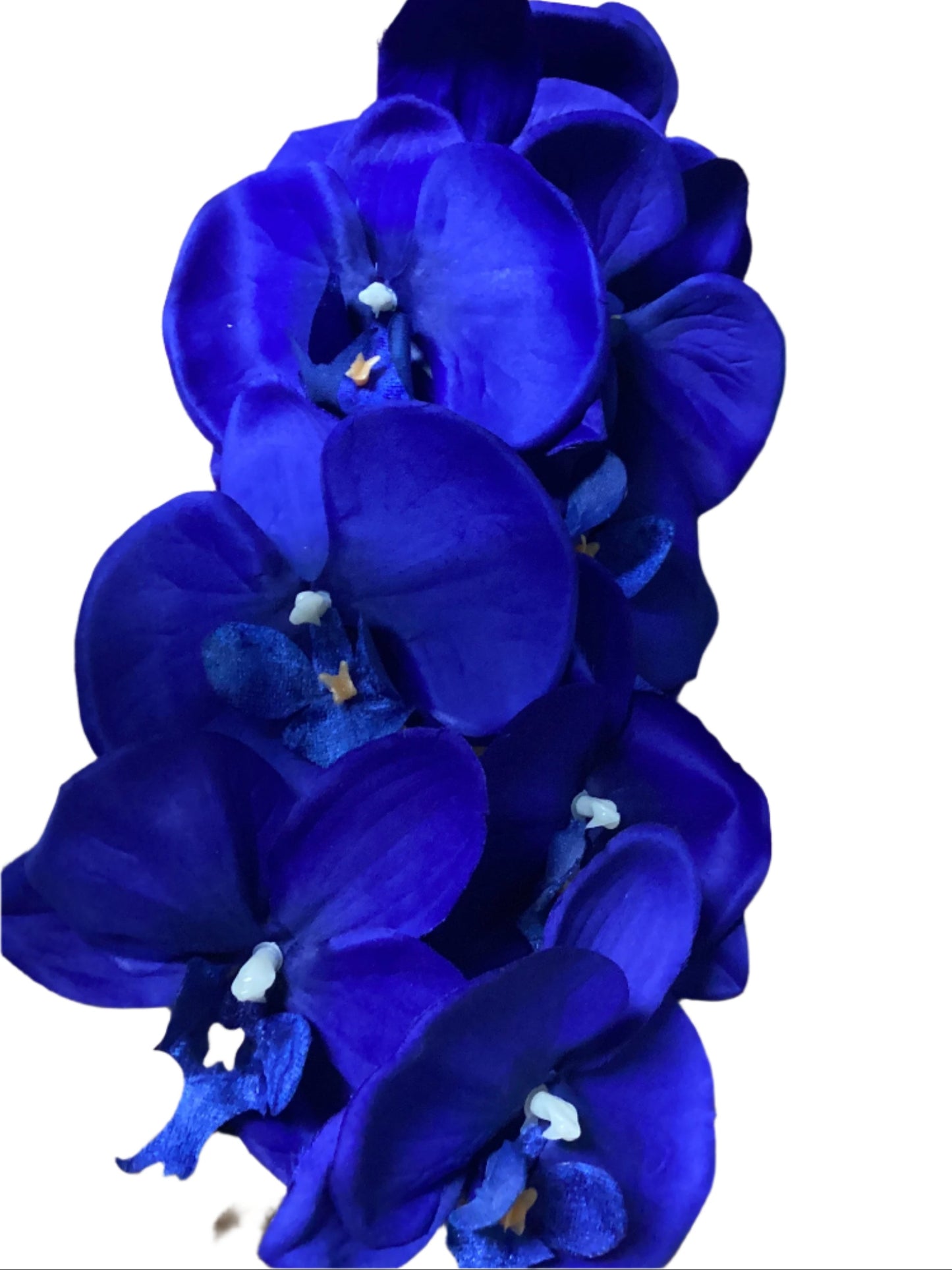 Orchid/blue