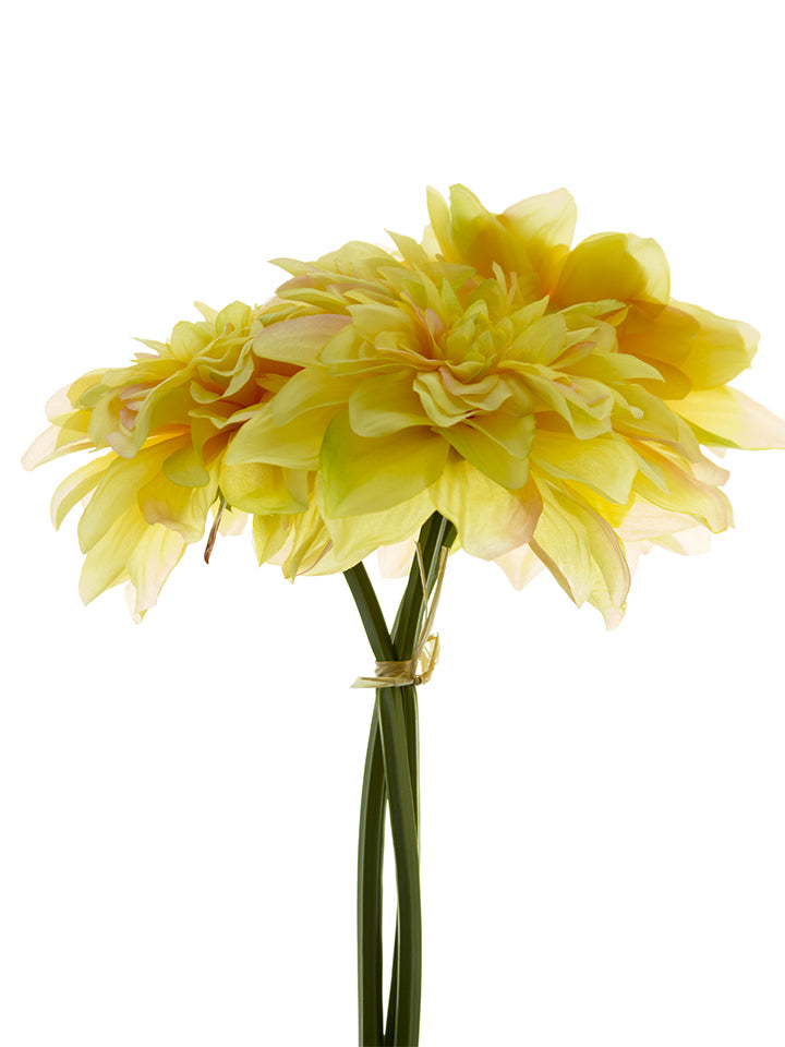 Dahlia Bundle - YELLOW