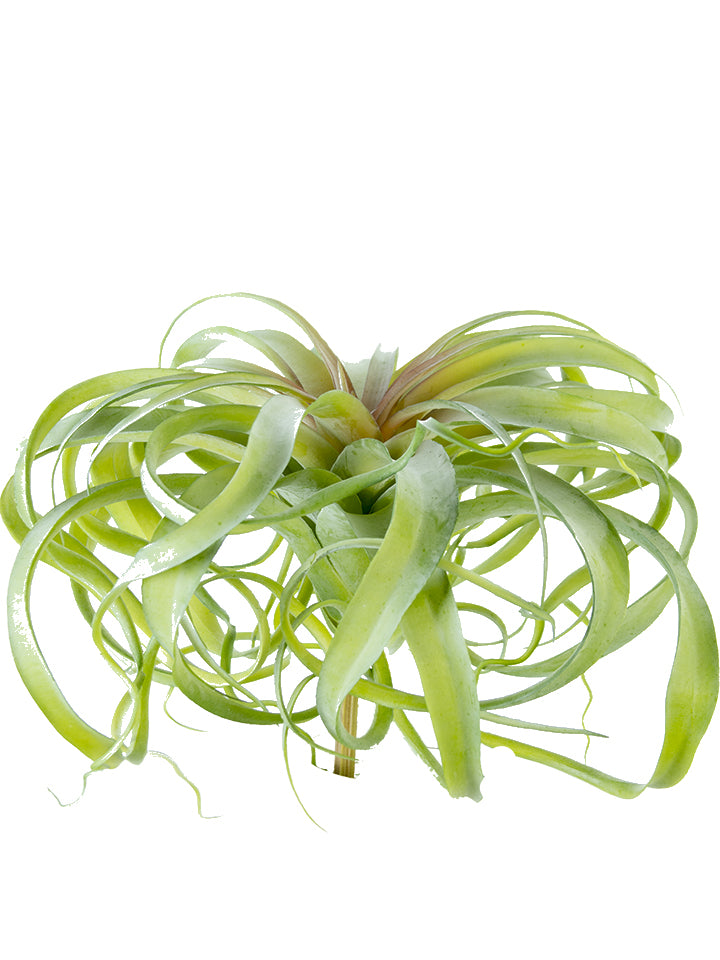 12” TILLANDSIA PLANT GR