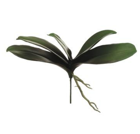 13"PHALAENOPSIS LEAF PLANT