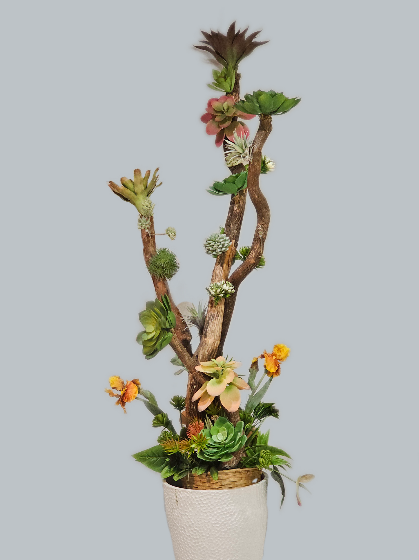 Succulent Tree