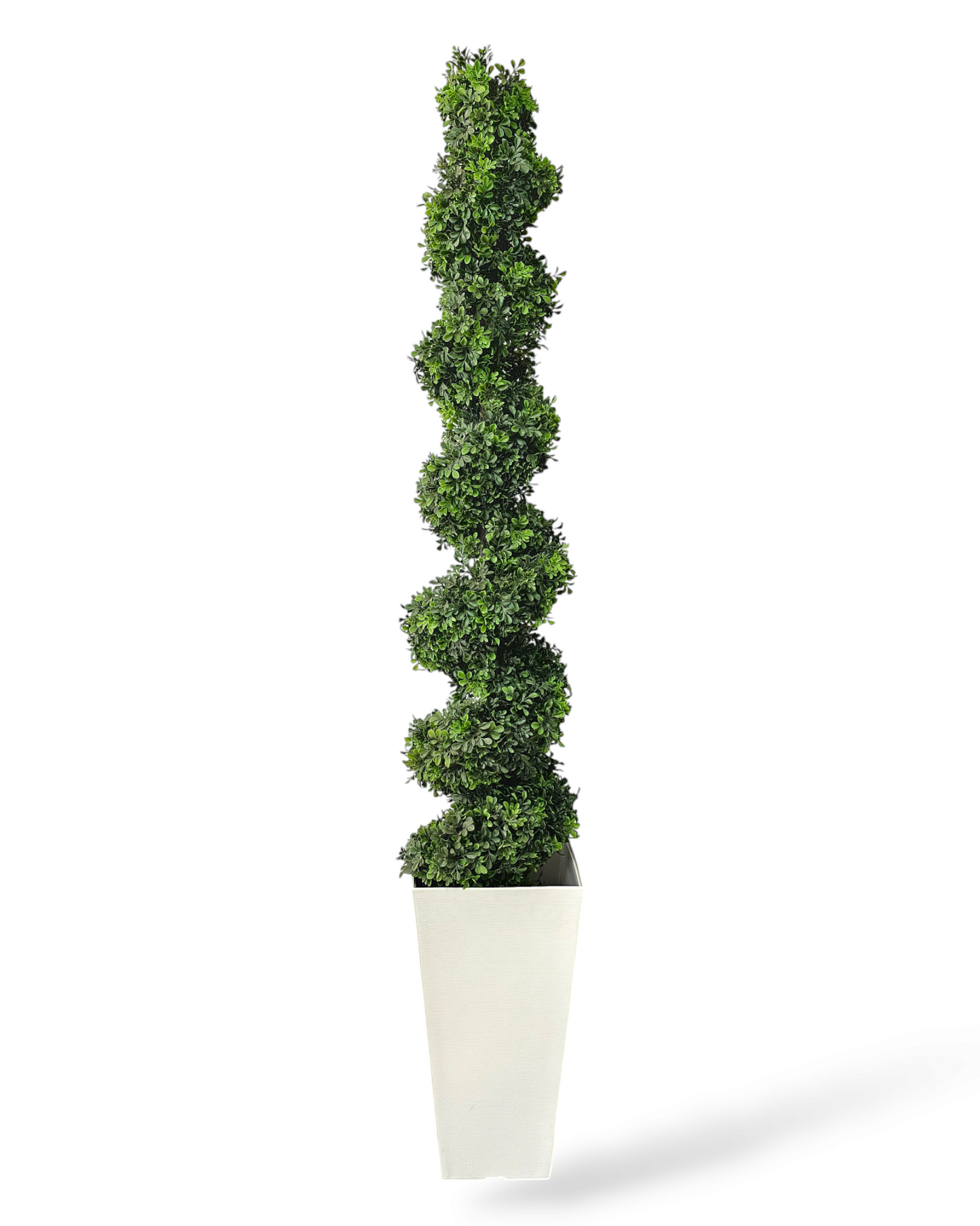 6’ Boxwood Spiral Topiary