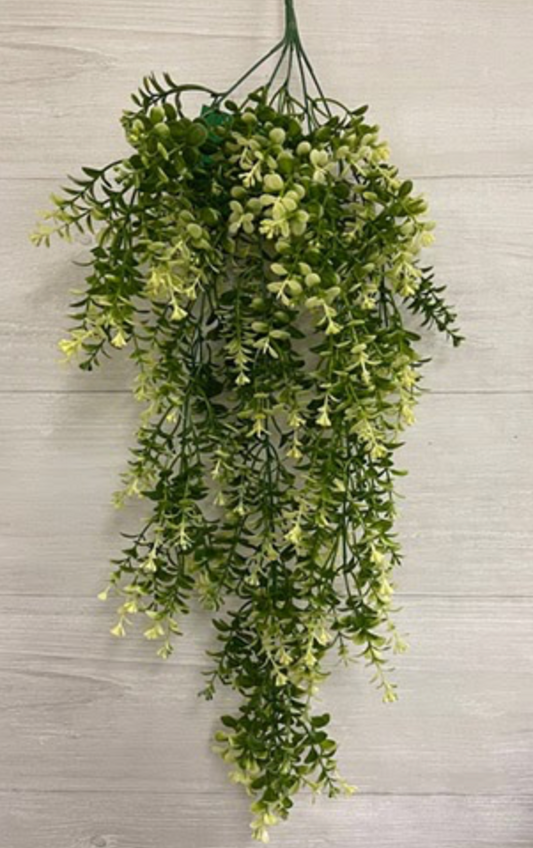 Hanging Boxwood