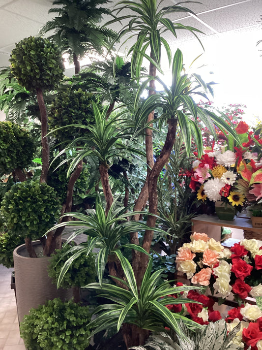 7’ Dracaena tree x 5