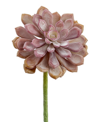 6" Soft Touch Baby Aeonium Pick Two Tone Coral