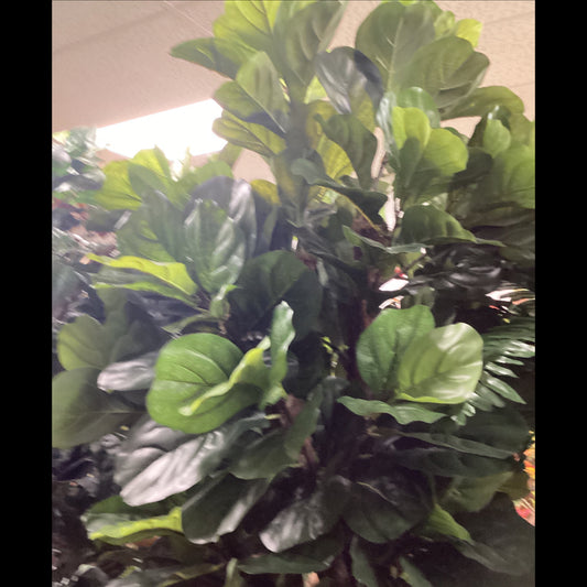 7’ Fiddle Leaf Tree x2