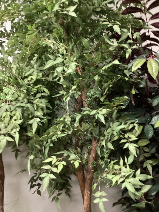 Dandani tree