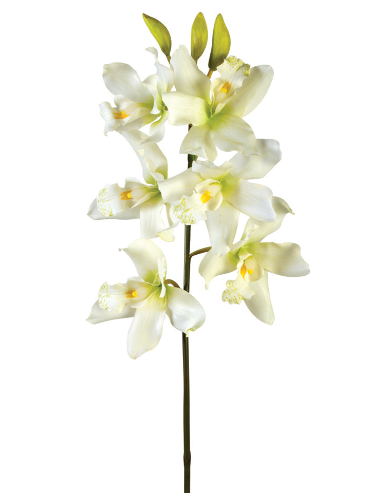 35” Tibet Cymbidium x6