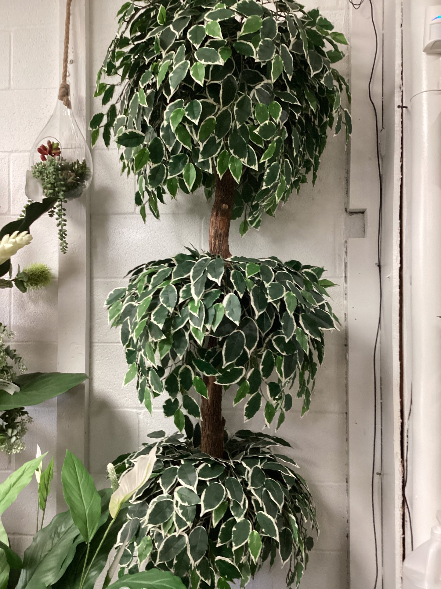 7’ Hawaii ficus tree /3 ball
