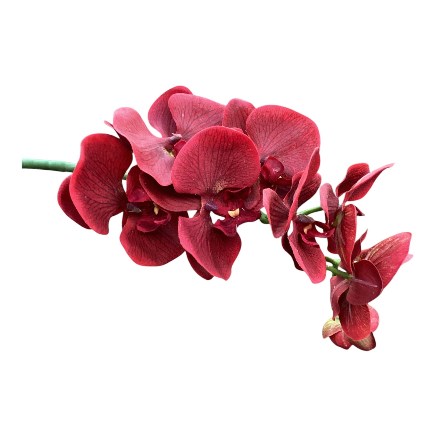 Butterfly orchid Red