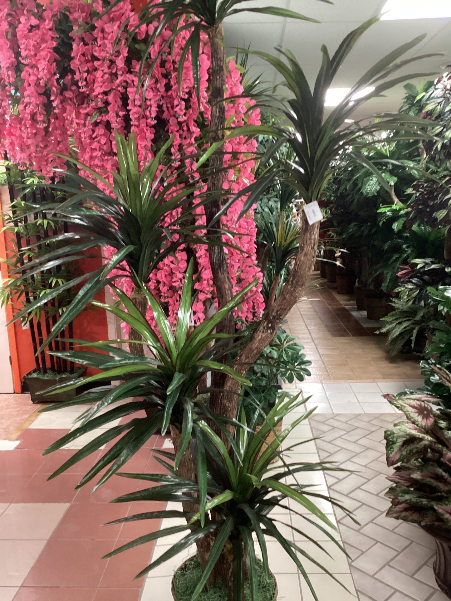 8’ Yucca Tree x 5
