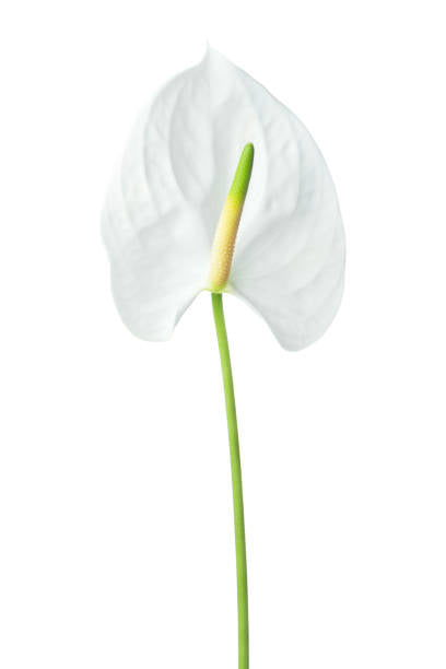 ANTHURIUM 29.56 WH