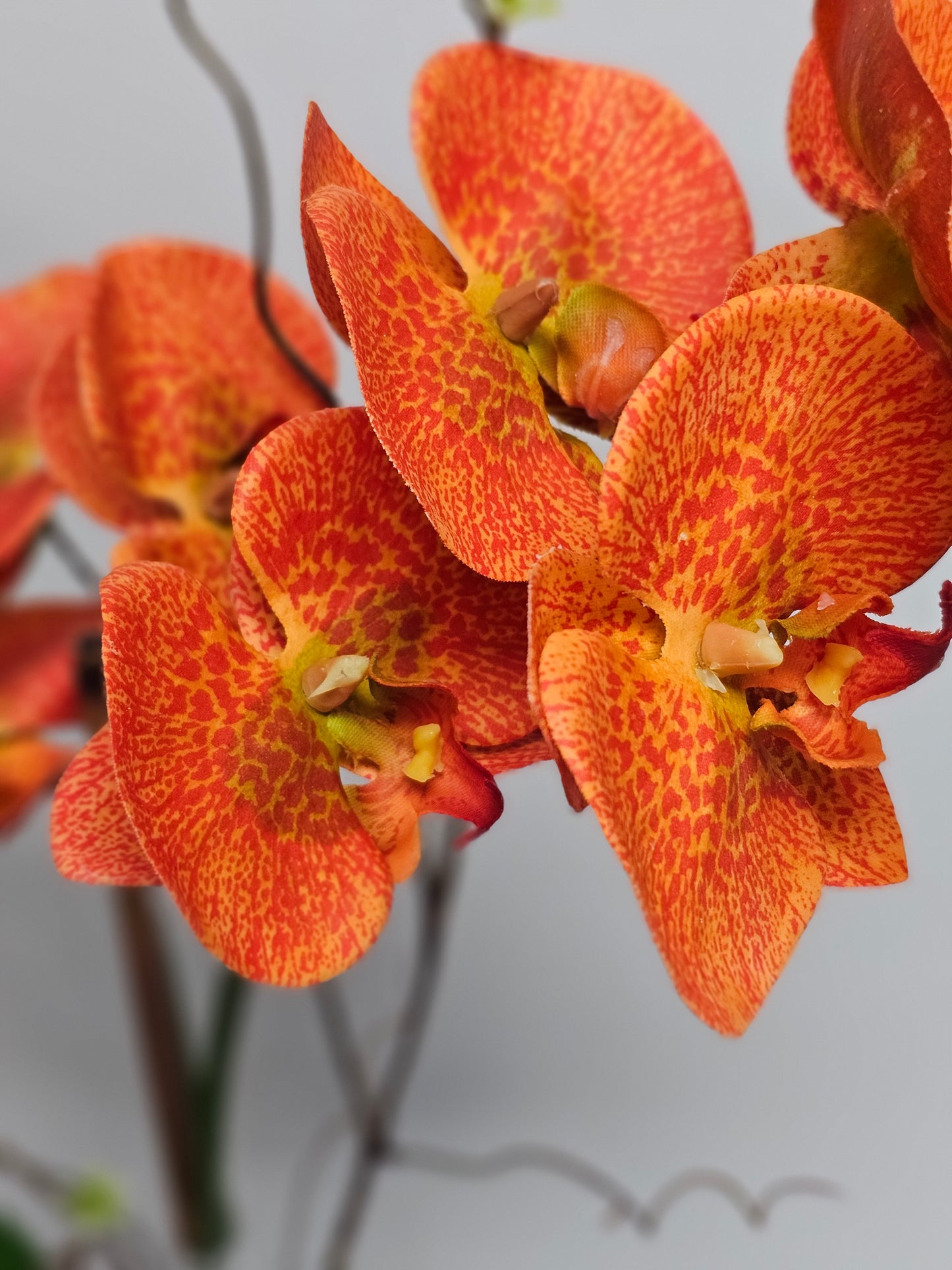 Orchid in Pot x2 Orange