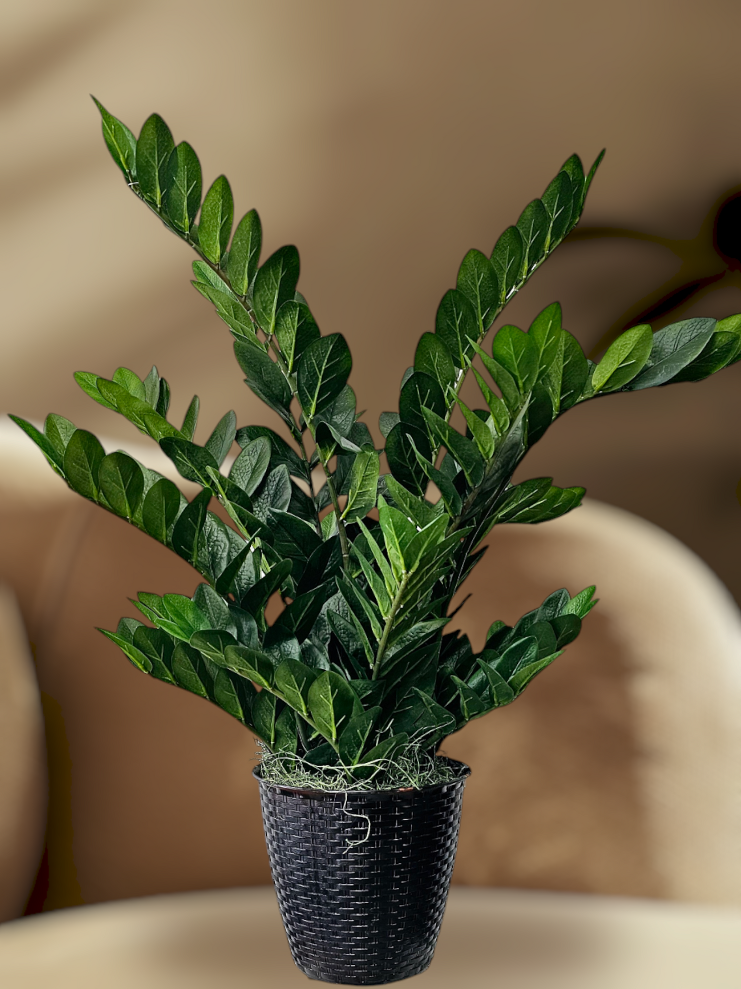 Zamifolia Plant w/220L pot