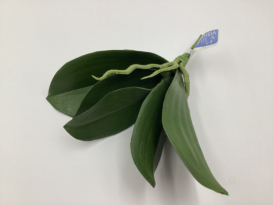 10”  PHALAENOPSIS LEAF PLANT