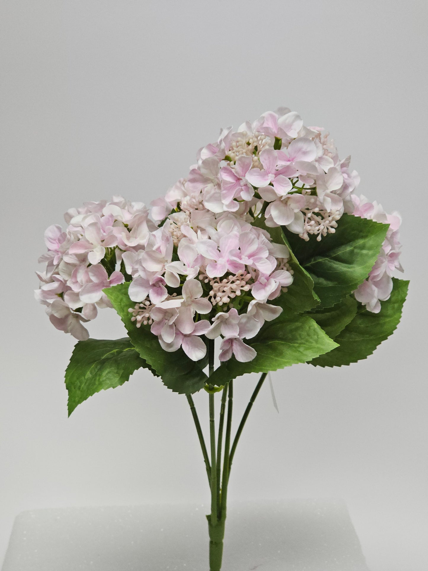 Hydrangea Bush x5 PK1