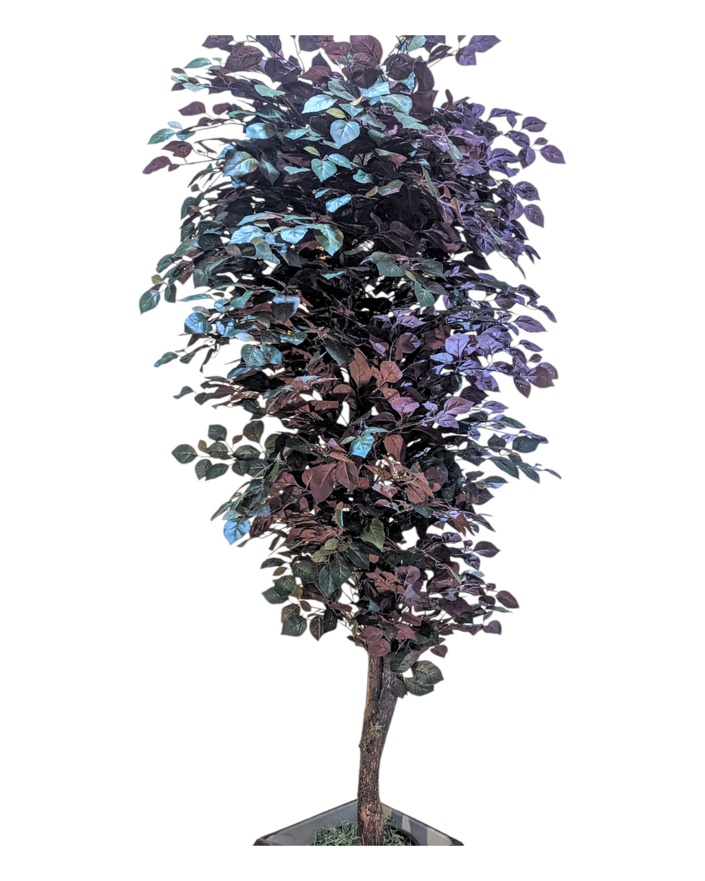 7’ Capensia Ficus Tree