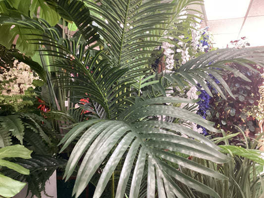 Butterfly Palm