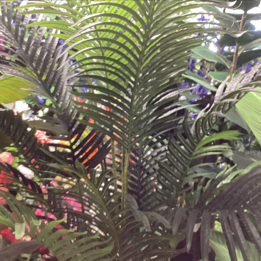 6’ Sword Palm Tree