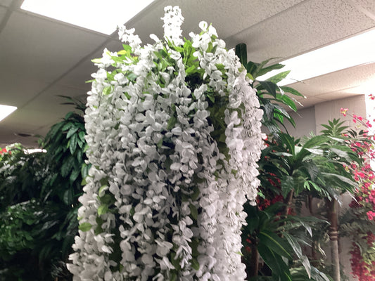 Full Wisteria Tree x10