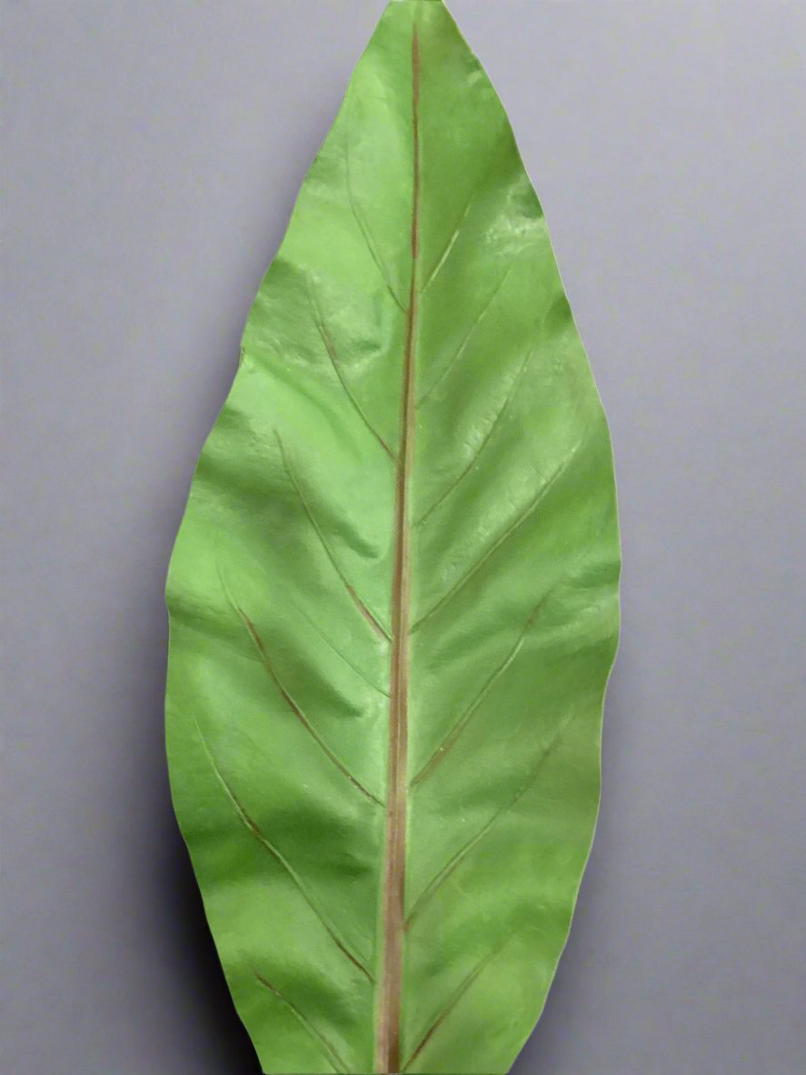 19" Bird's Nest Fern Leaf