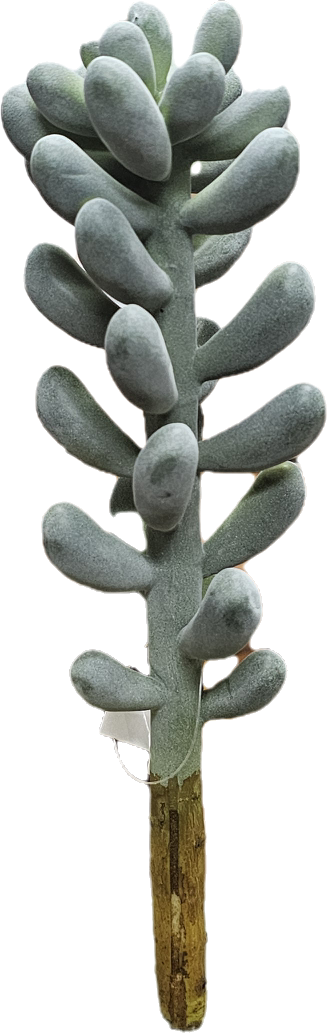 Succulent Plant 12”