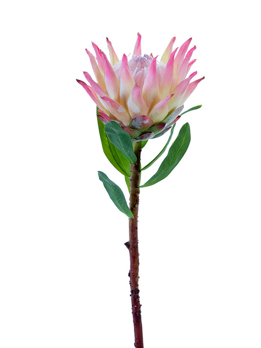 30” Open King Protea Pink Cream