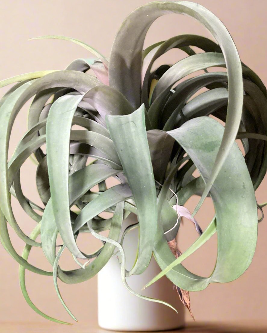 12” TILLANDSIA PLANT GR