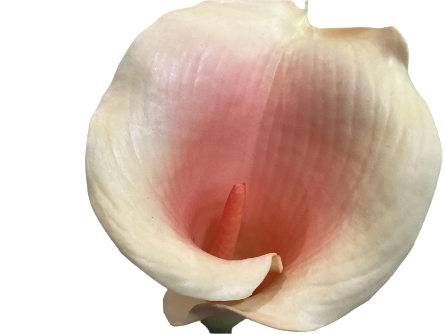 Large Calla Lily 33” - PK