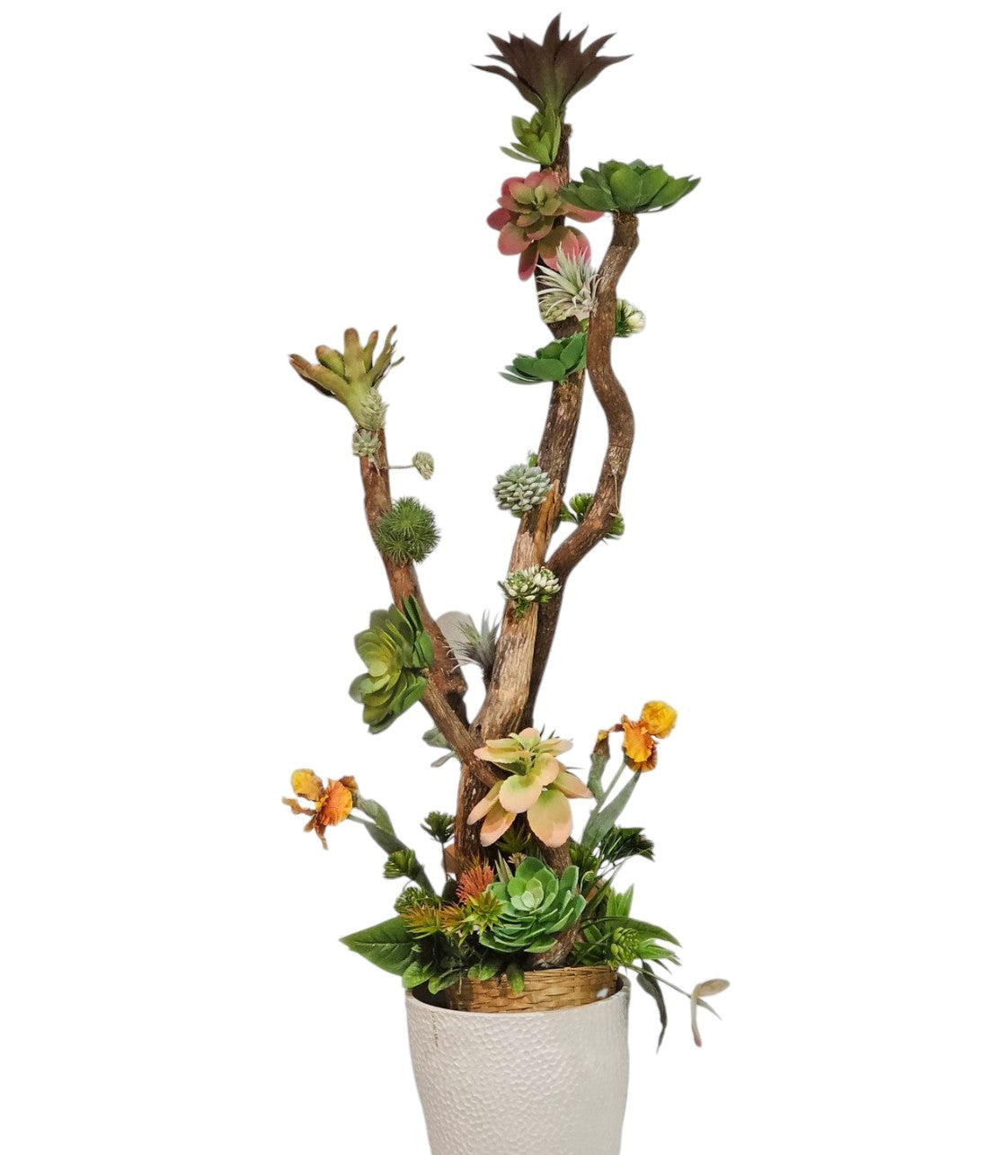 Succulent Tree