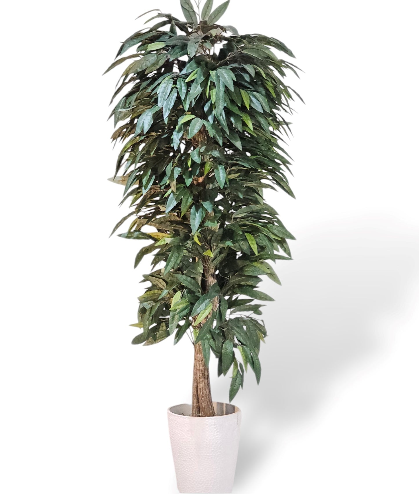 7' MANGO LEAF TREE