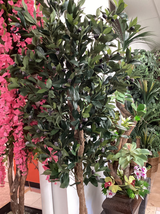 7’ Olives tree x2