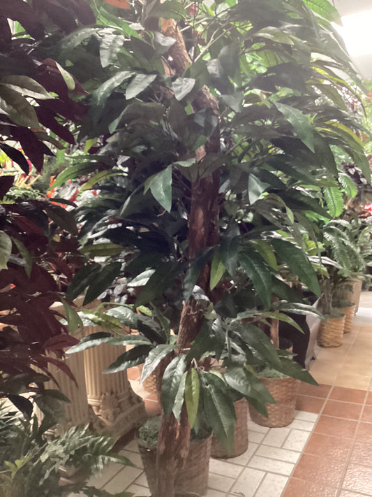 8’ Mango Tree