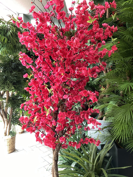 Cherry Blossom tree  Hot pink