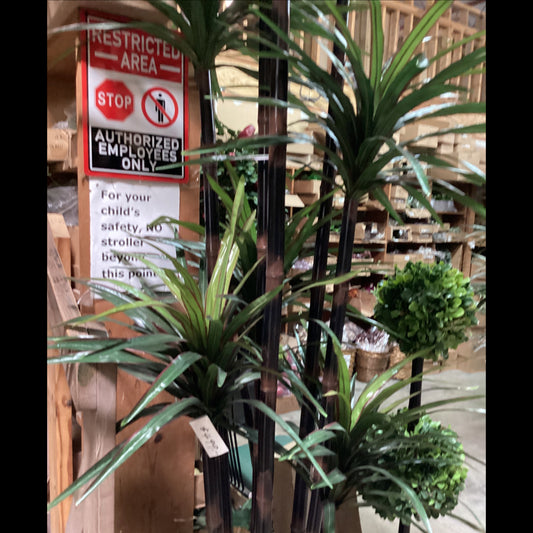 9' yucca tree