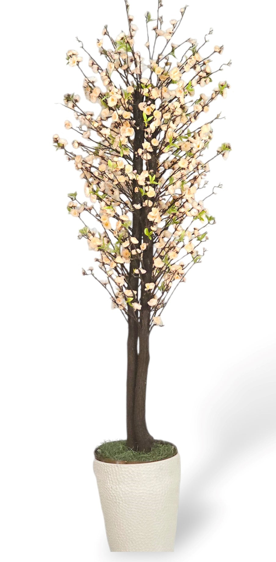 Blooming Cherry Blossom Tree - PEACH