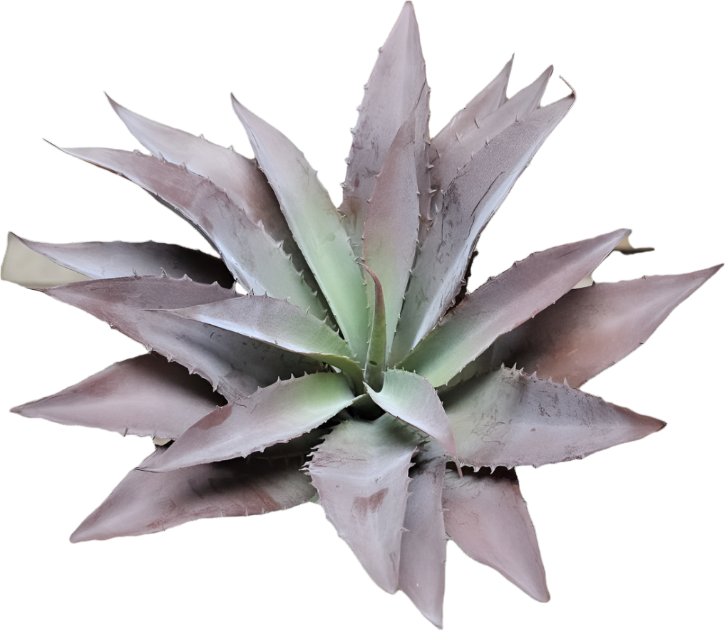 Agave x12 12in