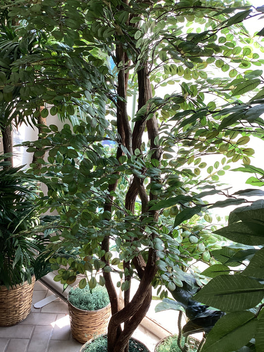 8’ Round leaf tree x 3