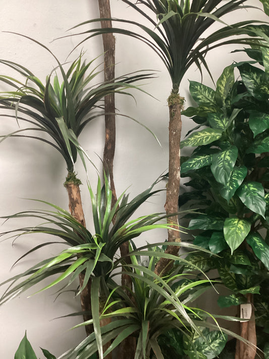 7’ yucca treex5