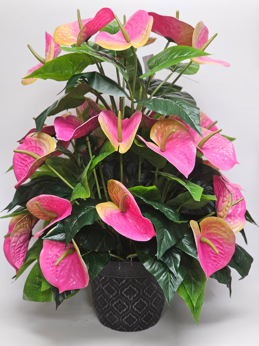 3’ Anthurium Plant