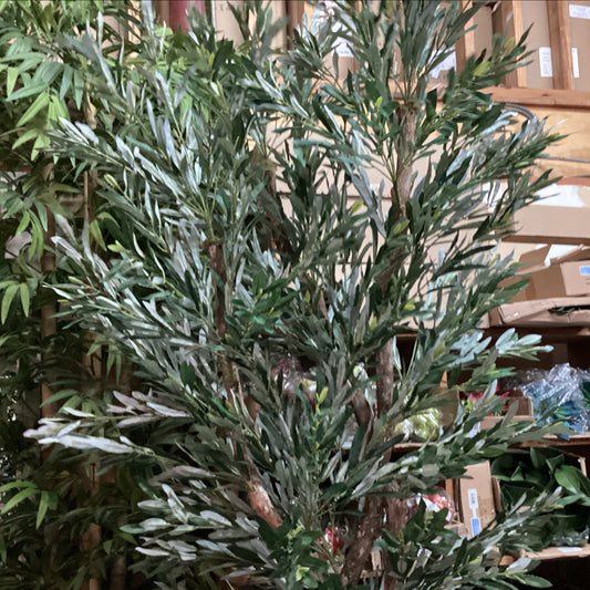 7’ Olive Leaf Tree