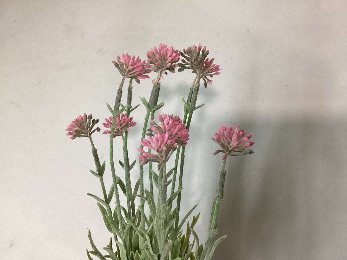 Wildflower Bush - PK