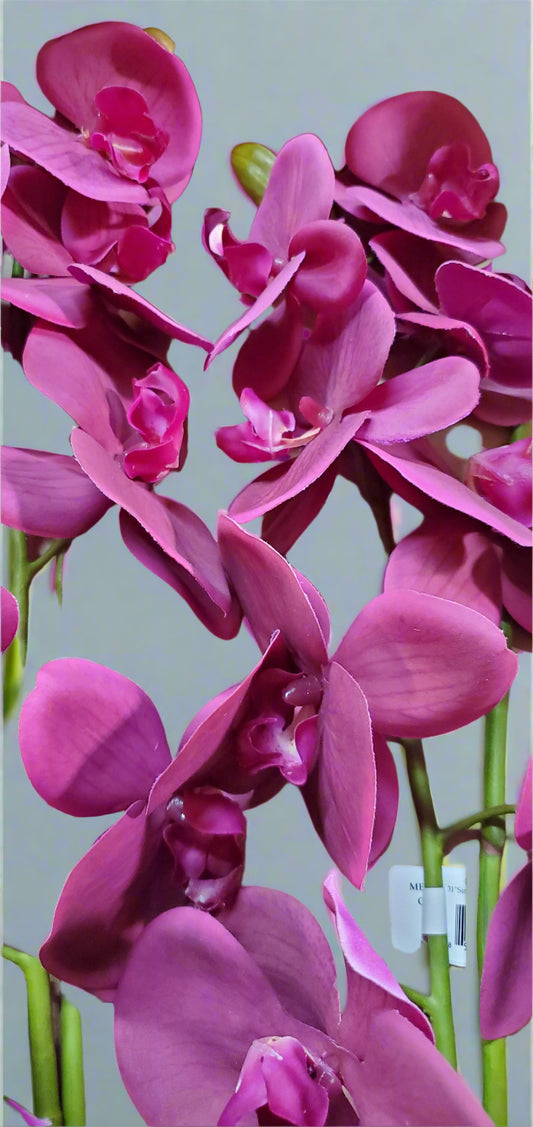 Single Phalaenopsis Spray Purple