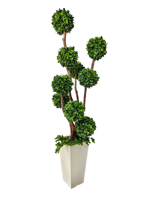 Boxwood Ball Tree x 9