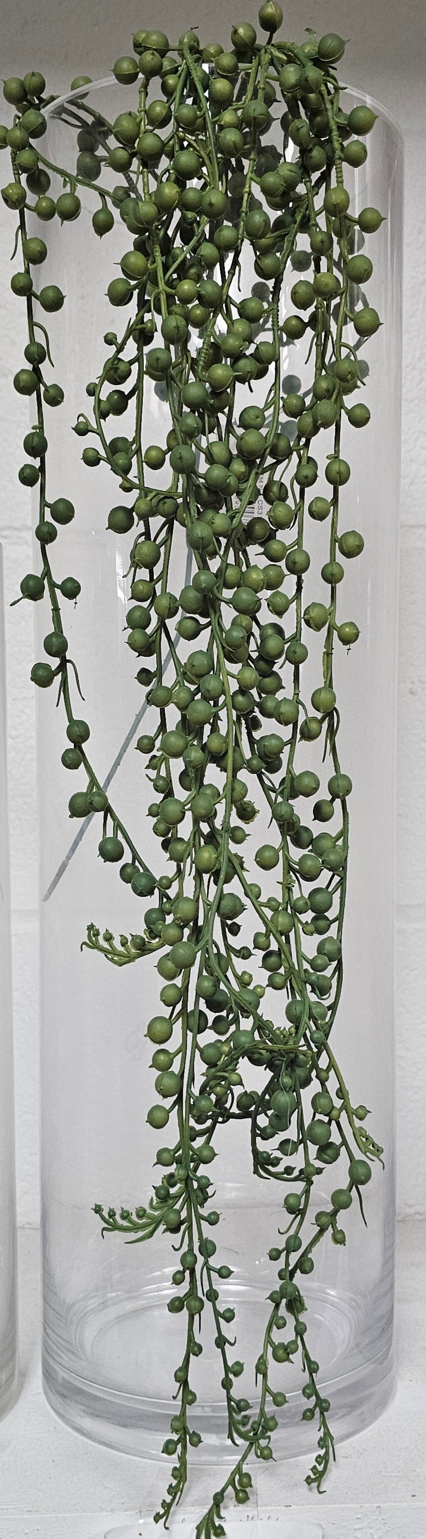 String of pearls bush