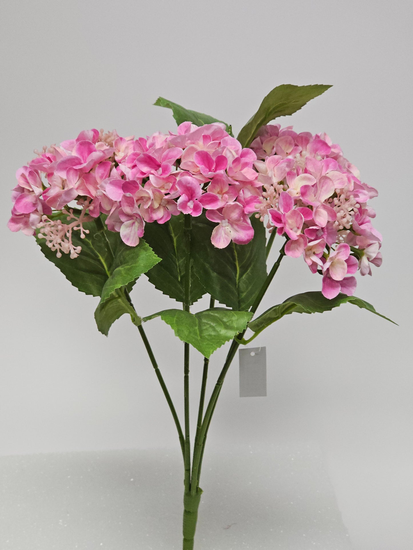 Hydrangea Bush x5 PK