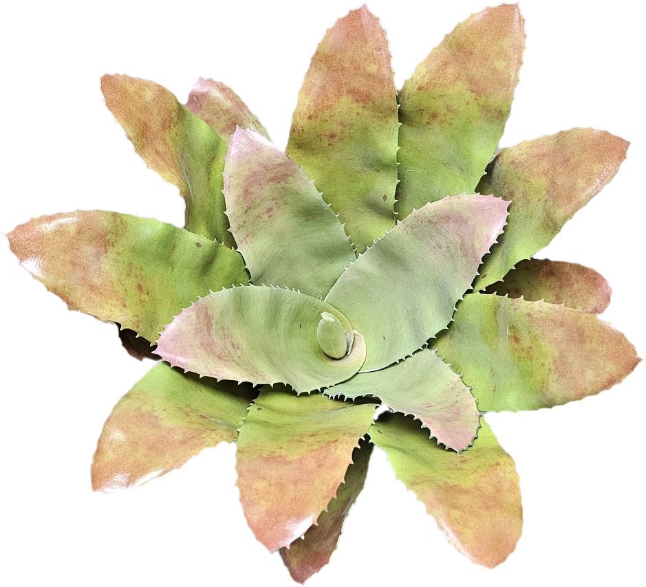 Bromeliad Bush 13” Green Brown