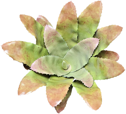 Bromeliad Bush 13” Green Brown