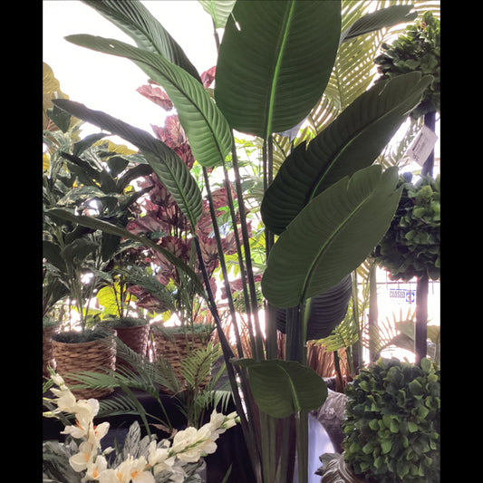 6’ Traveler Palm