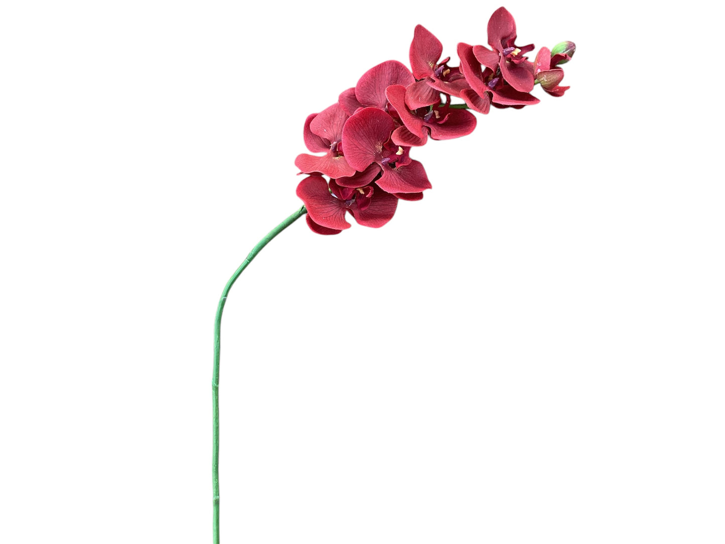 Butterfly orchid Red